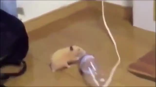 Dancing Rat