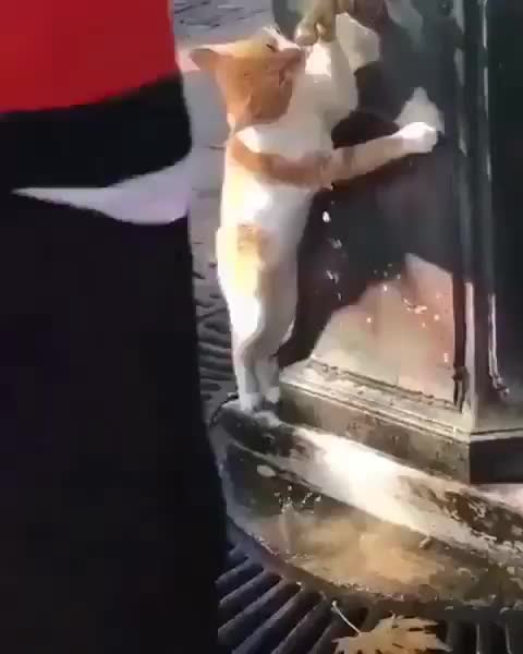 Aunque no lo creas mira como toma agua este gato