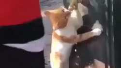 Aunque no lo creas mira como toma agua este gato